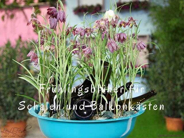 Frühlingsblüher für Schalen und Balkonkästen @lebelieberfesch