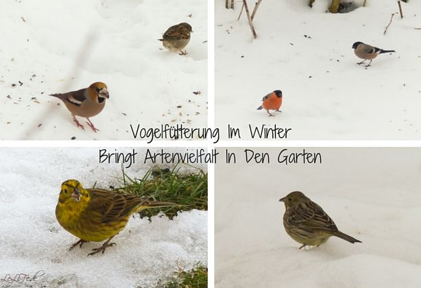 Vogelfuetterung-Im-Winter