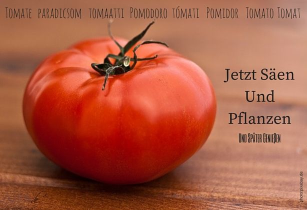 Tomaten Säen und Pflanzen leicht gemacht by @lebelieberfesch