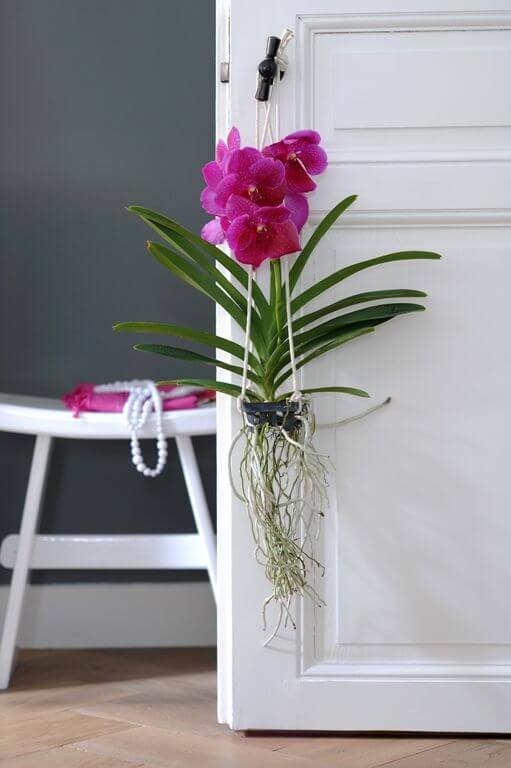 Orchideenpflege – gar nicht so aufwendig wie immer behauptet Vanda Bild: GMH/OI