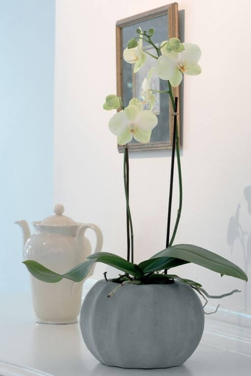 Orchideenpflege – gar nicht so aufwendig wie immer behauptet Phalaenopsis Bild: GMH/OI