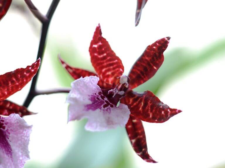 Orchideenpflege – gar nicht so aufwendig wie immer behauptet Cambria-artige Orchideen Bild: GMH/OI
