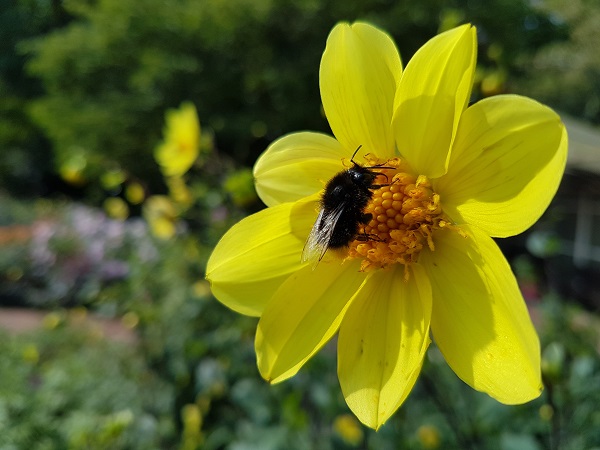 ür mehr Bienen und Schmetterlinge: Pollen- und Nektarlieferanten im eigenen Garten Foto BGL 