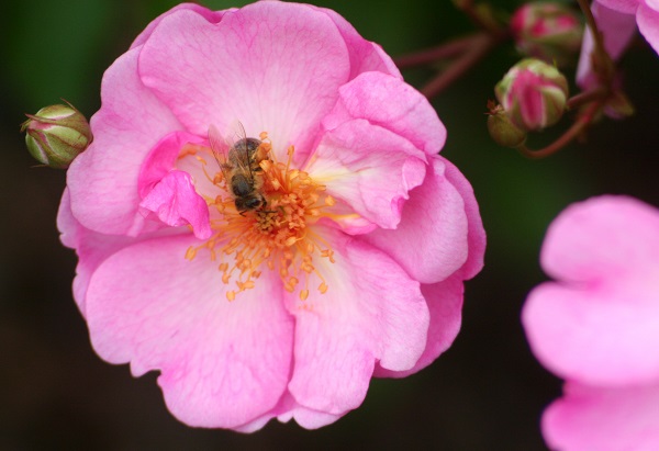 Für mehr Bienen und Schmetterlinge: Pollen- und Nektarlieferanten im eigenen Garten Bild: BGL