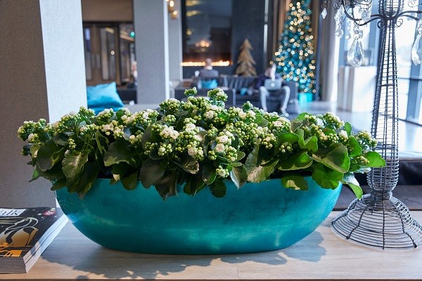 Winterliche Dekoration mit Kalanchoë: Die Gäste stilvoll auf den Advent einstimmen