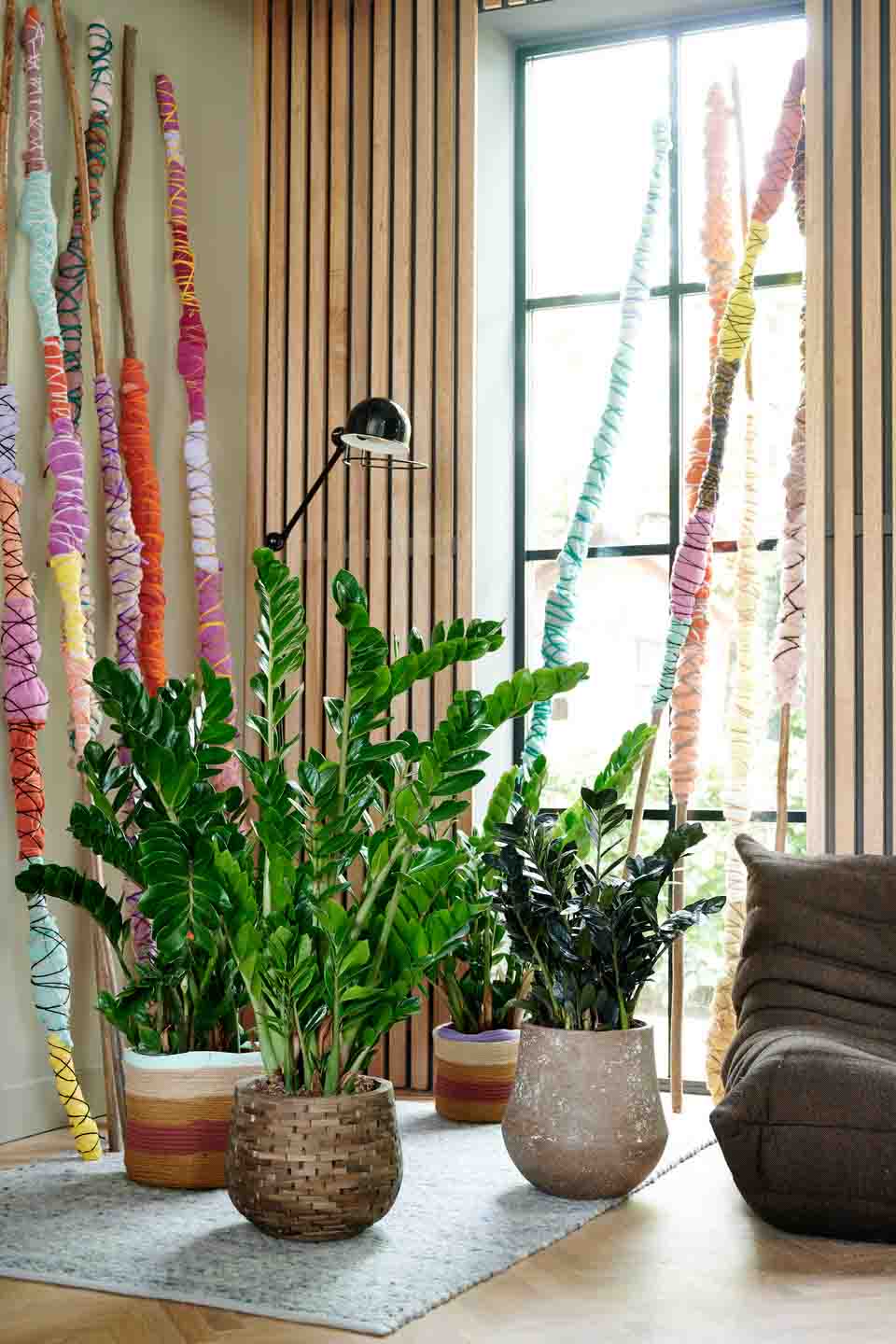 Zamioculcas: Zimmerpflanze des Monats Januar 2020
