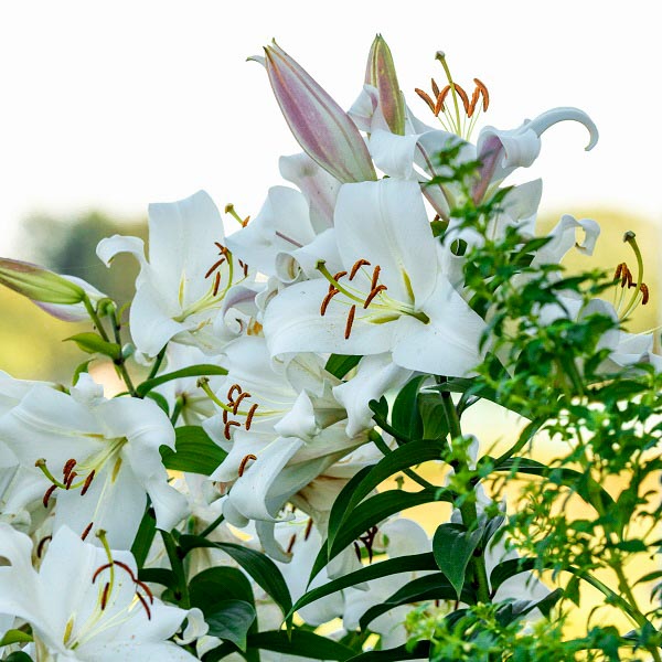 Lilien für Anfänger: Sie verzeihen viel und blühen überschwänglich Zambesi