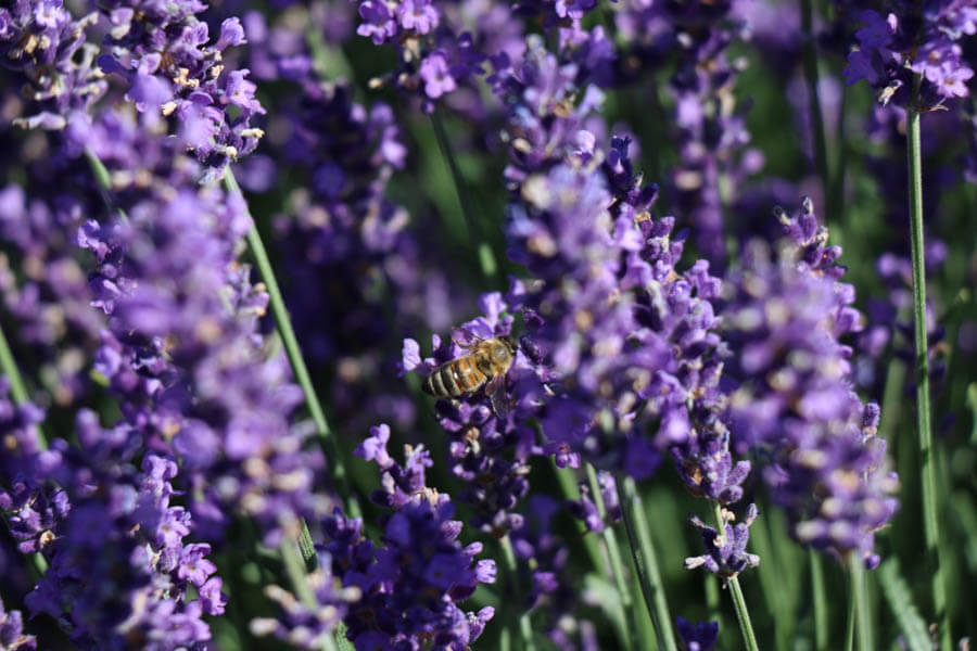 Für den trockenen, heißen Sommer: Englischer Lavendel in all seiner Pracht! Foto: Helix. - Lavendel duftet herrlich, erfreut mit intensiver Farbe und bietet Insekten, wie Bienen, wichtige Nahrung.