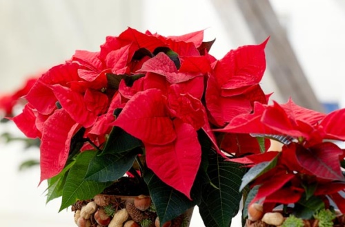 Dekoration mit dem Weihnachtsstern: Der nussige Blumentopf