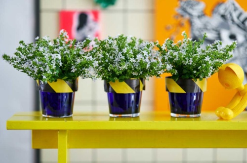 Glockenblume Campanula: Zimmerpflanze des Monats April 2020