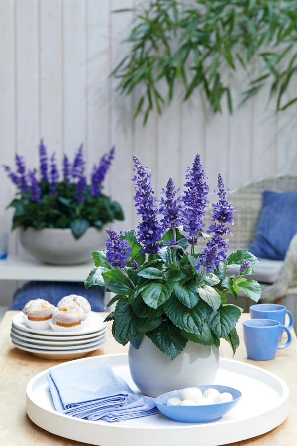 Balkonpflanzen des Jahres 2020: Nahrung für Insekten und üppige Blüten Baden-Württemberg Hessen Salvia Blue Honey Salbei GMH Florensis