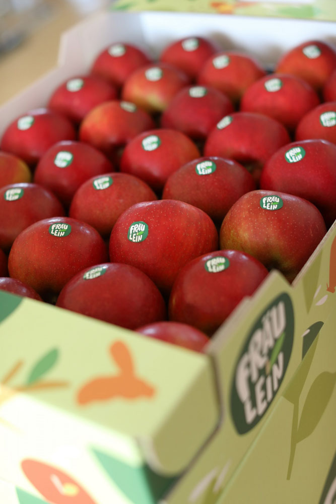 FRÄULEIN – Die deutsche Apfelentdeckung! BVEO Elbe Obst