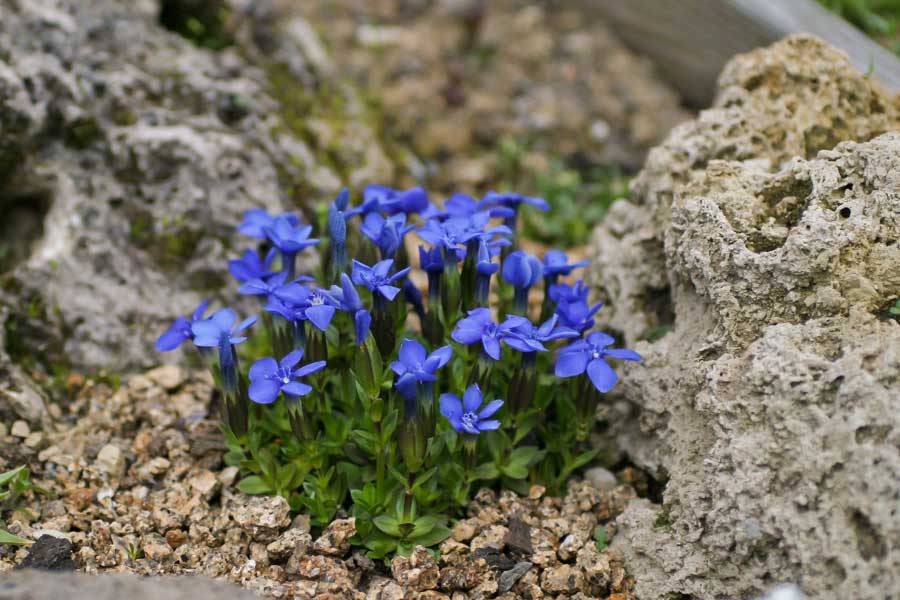 Pflanzen in Classic Blue: Wie die Pantone-Farbe 2020 Einzug in den Garten erhält frühlingsenzian