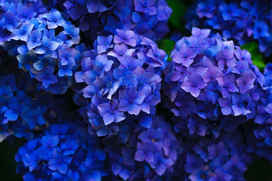 Pflanzen in Classic Blue: Wie die Pantone-Farbe 2020 Einzug in den Garten erhält Hortensie