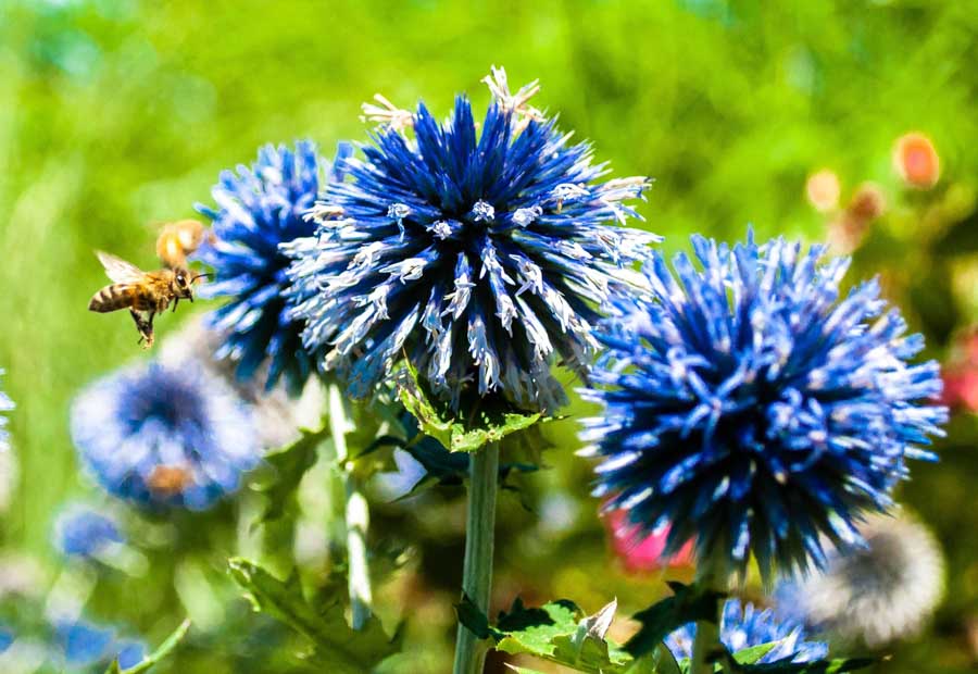 Pflanzen in Classic Blue: Wie die Pantone-Farbe 2020 Einzug in den Garten erhält Kornblume