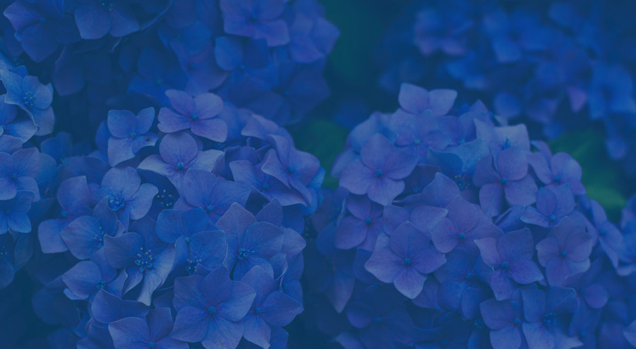 Pflanzen in Classic Blue: Wie die Pantone-Farbe 2020 Einzug in den Garten erhält Hortensie