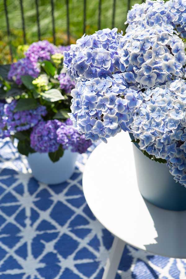 Hortensien – farbenfrohe Schönheiten für den Garten Quelle: Hydrangeaworld; Bilder: Monique van der Steen