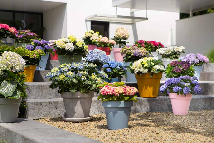 Hortensien – farbenfrohe Schönheiten für den Garten Quelle: Hydrangeaworld; Bilder: Monique van der Steen
