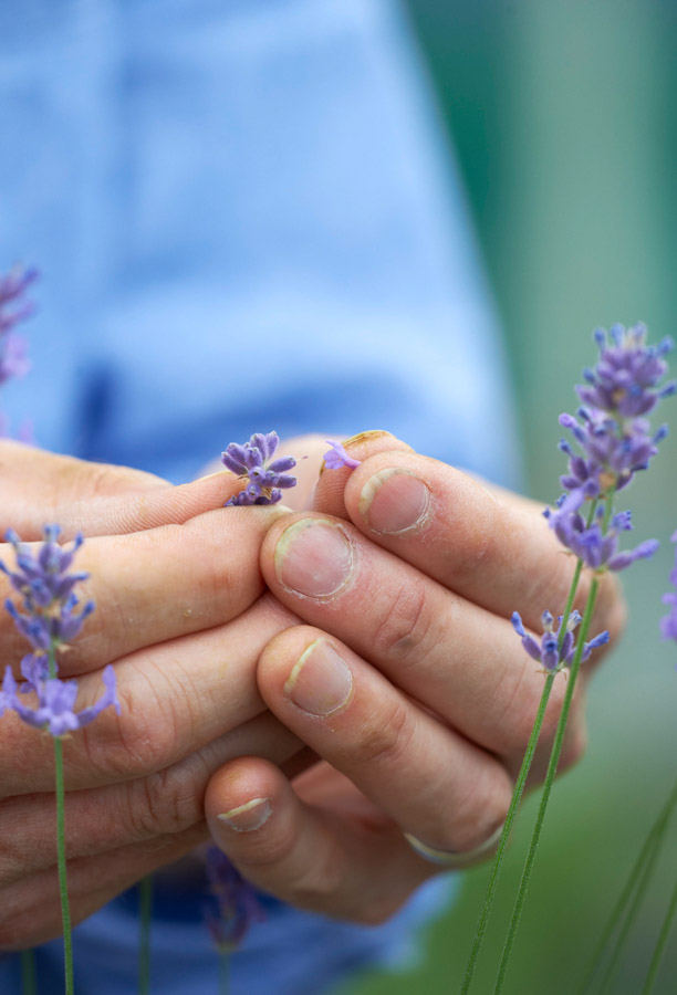 Echter Lavendel wirkt … Die Arzneipflanze 2020 sorgt für Entspannung im Garten