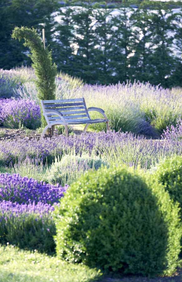Echter Lavendel wirkt … Die Arzneipflanze 2020 sorgt für Entspannung im Garten