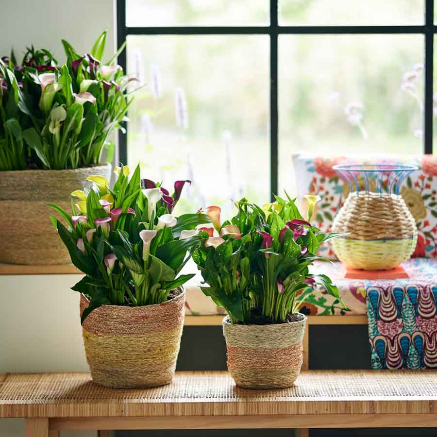 Calla: Zimmerpflanze des Monats Juni 2020