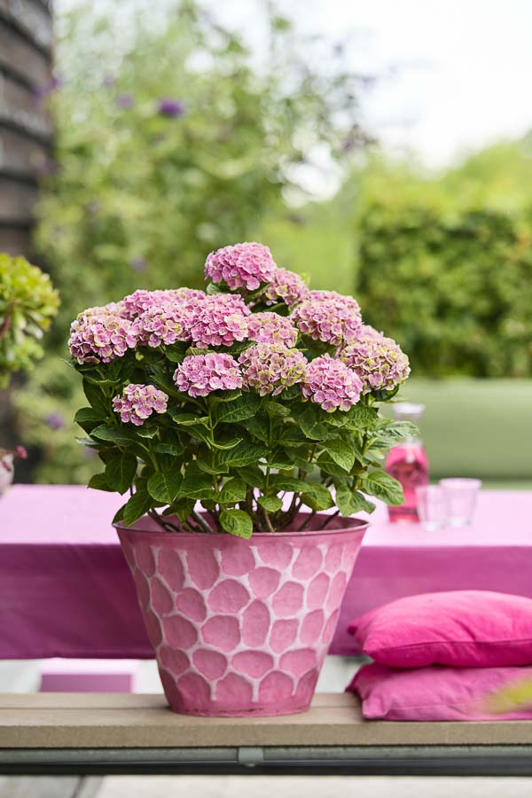 Drinnen und draußen: Diese magischen Hortensien verändern ihre Farbe!