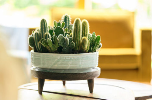 Kaktus: Zimmerpflanze des Monats August 2020