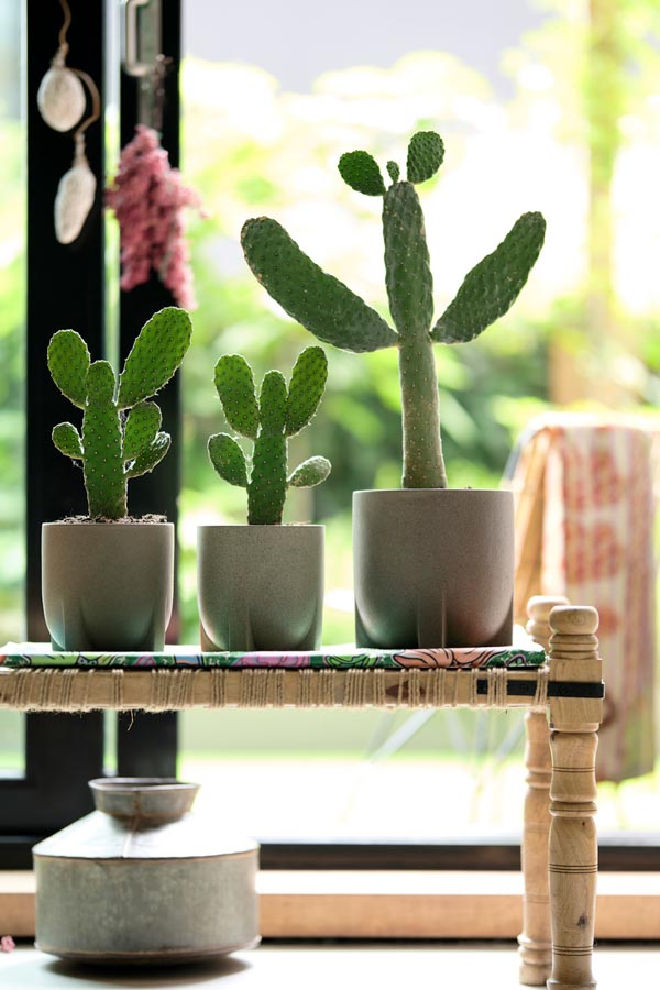 Kaktus: Zimmerpflanze des Monats August 2020