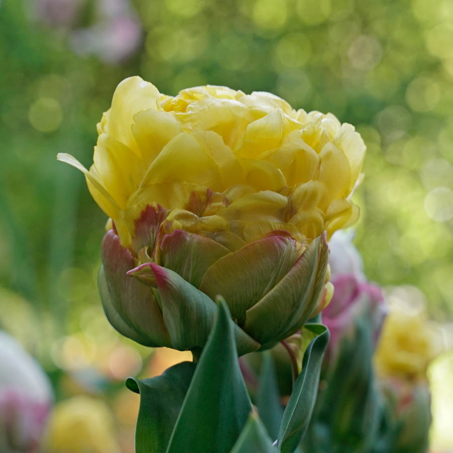 Mini, midi, maxi: Von kleinen und skurrilen Tulpen