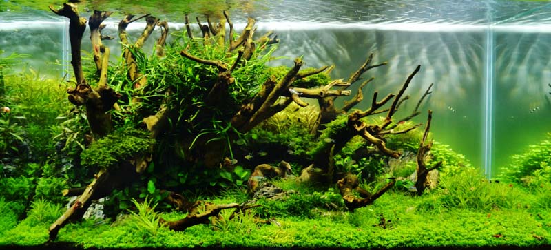 Aquascaping – Fantasievolle Unterwassergärtnern hinter Glas