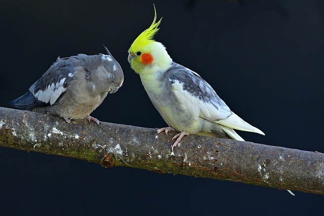 Animal World Parakeets Bird Parrot  - jggrz / Pixabay