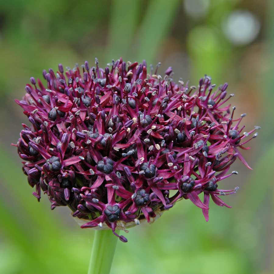 Bemerkenswert anders: Allium kann nicht nur groß und kugelrund!