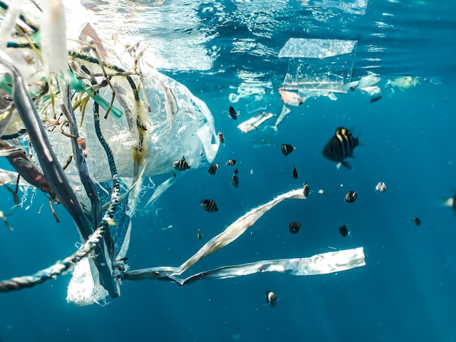 Mikroplastik - 10 Millionen Stücke frisst ein Blauwal am Tag