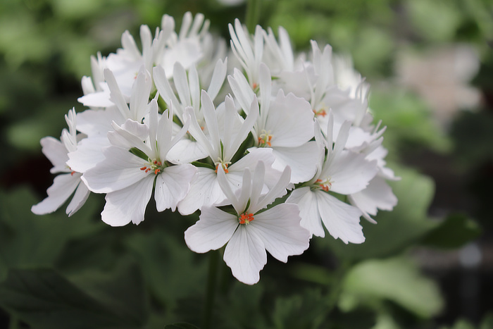 Pflanze des Jahres Bayern: “Bella Stella” Balkonpflanzen des Jahres 2024: Leuchtende und robuste Blütenpracht für Garten, Balkon und Terrasse