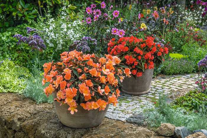 Pflanze des Jahres Rheinland-Pfalz und Saarland: “Glutzauber” Balkonpflanzen des Jahres 2024: Leuchtende und robuste Blütenpracht für Garten, Balkon und Terrasse