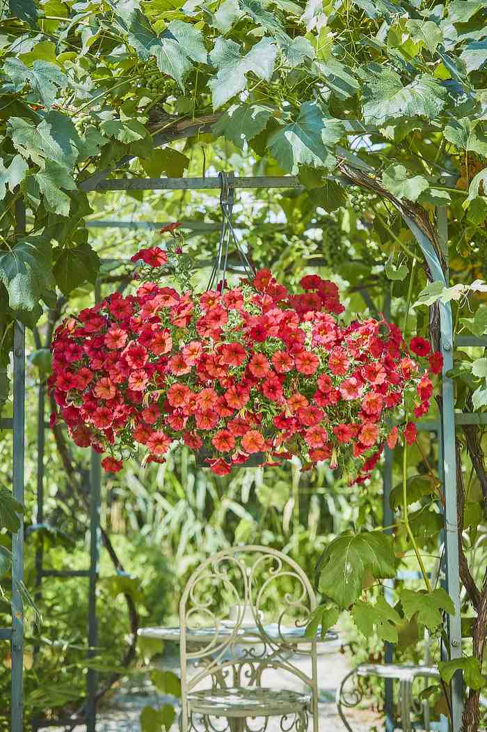 Pflanze des Jahres Norddeutschland: “Tuba Lou” Balkonpflanzen des Jahres 2024: Leuchtende und robuste Blütenpracht für Garten, Balkon und Terrasse