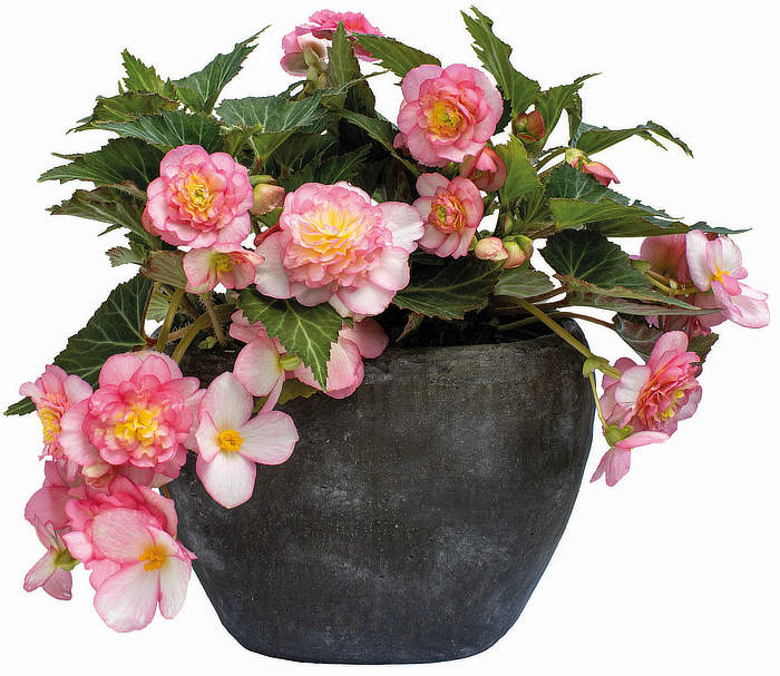 Pflanze des Jahres Baden-Württemberg: “Pinky” Balkonpflanzen des Jahres 2024: Leuchtende und robuste Blütenpracht für Garten, Balkon und Terrasse