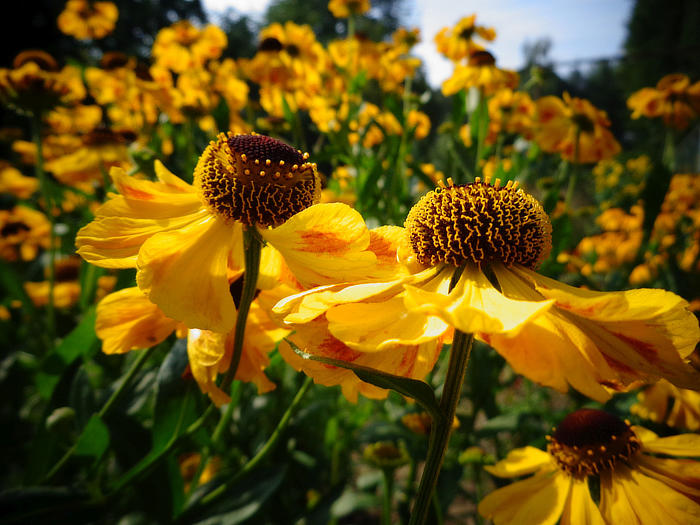 Sonnenkinder für das Beet – Diese Stauden machen Laune Goldschatz: Diese Blüten holen das sagenhafte ‘El Dorado’ in sonnige Gartenbeete. Denn so heißt diese Hybride der Sonnenbraut (Helenium). Sie wird rund 80 cm hoch, blüht von Juli bis September in Goldgelb und ist – anders als das Edelmetall – günstig zu haben. Bildnachweis: GMH/Staudengärtnerei Gaißmayer