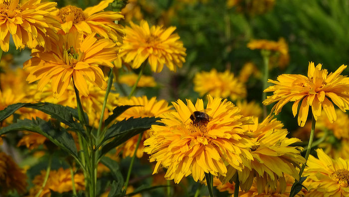 Spitzenmäßig: Nicht nur Hummeln fliegen auf dieses Sonnenauge (Heliopsis heli-anthoides var. scabra): Die Sorte ‘Spitzentänzerin’ ist halbgefüllt, ihre Staubgefäße sind aber gut erreichbar, wie diese Hummel beweist. In der Staudensichtung ergatterte die rund 130 cm hohe Sorte das Prädikat „ausgezeichnet“. Ein empfehlenswerter Klassiker, den Karl Foerster gezüchtet und schon 1934 eingeführt hat. Bildnachweis: GMH/Bettina BanseSonnenkinder für das Beet – Diese Stauden machen Laune 