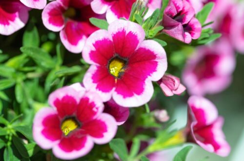 Balkonpflanze des Jahres 2026 Calibrachoa „Feenstaub“ – Bayerns Balkonpflanze des Jahres 2026 verzaubert Balkon und Terrasse mit einer rosa-pinken Blütenwolke und ist nur in bayerischen Gärtnereien im Angebot. Bildnachweis: GMH