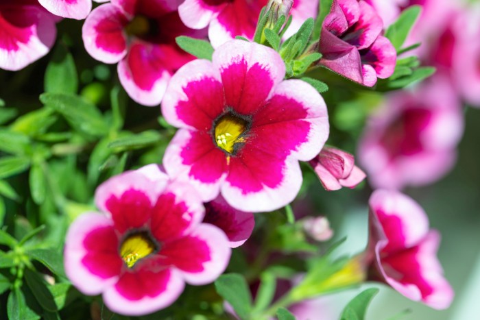 Balkonpflanze des Jahres 2026 Calibrachoa „Feenstaub“ – Bayerns Balkonpflanze des Jahres 2026 verzaubert Balkon und Terrasse mit einer rosa-pinken Blütenwolke und ist nur in bayerischen Gärtnereien im Angebot. Bildnachweis: GMH