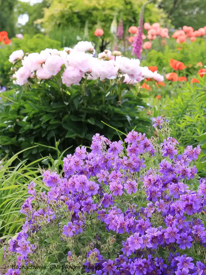 Pflegeleichte Stauden: Pflanzenpracht im Garten mit wenig Arbeit