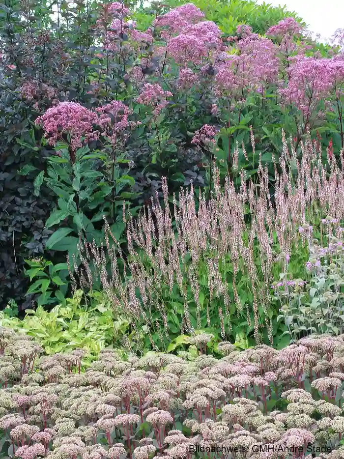 Pflegeleichte Stauden: Pflanzenpracht im Garten mit wenig Arbeit
