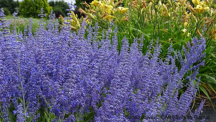 Pflegeleichte Stauden: Pflanzenpracht im Garten mit wenig Arbeit