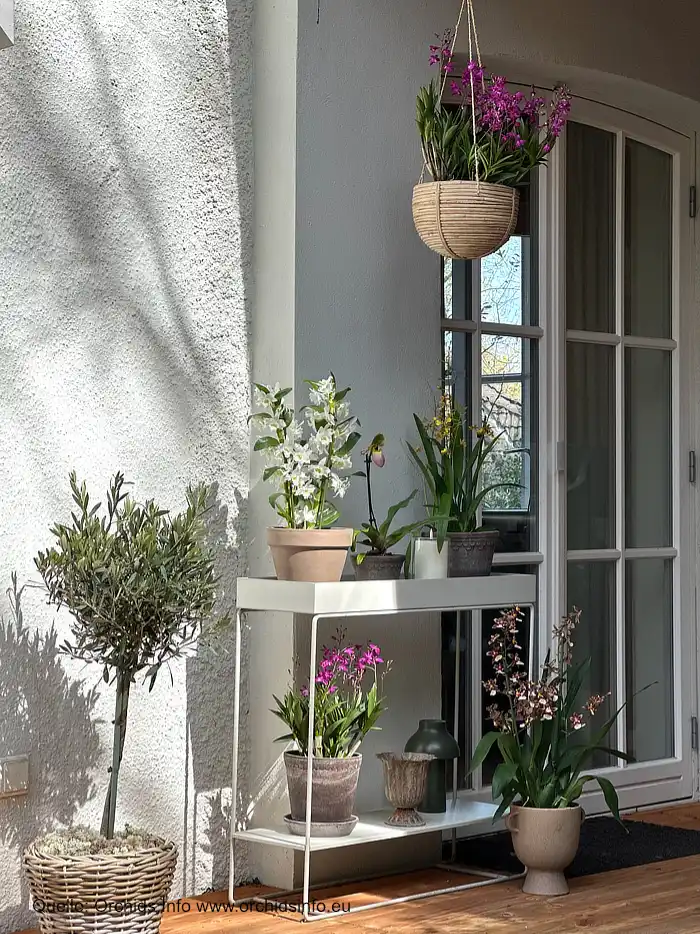 Patio Proof Orchideen - exotische Blütenpracht für Balkon, Terrasse und Garten Orchids Info www.orchidsinfo.eu