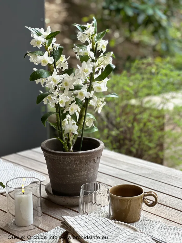 Patio Proof Orchideen - exotische Blütenpracht für Balkon, Terrasse und Garten Orchids Info www.orchidsinfo.eu