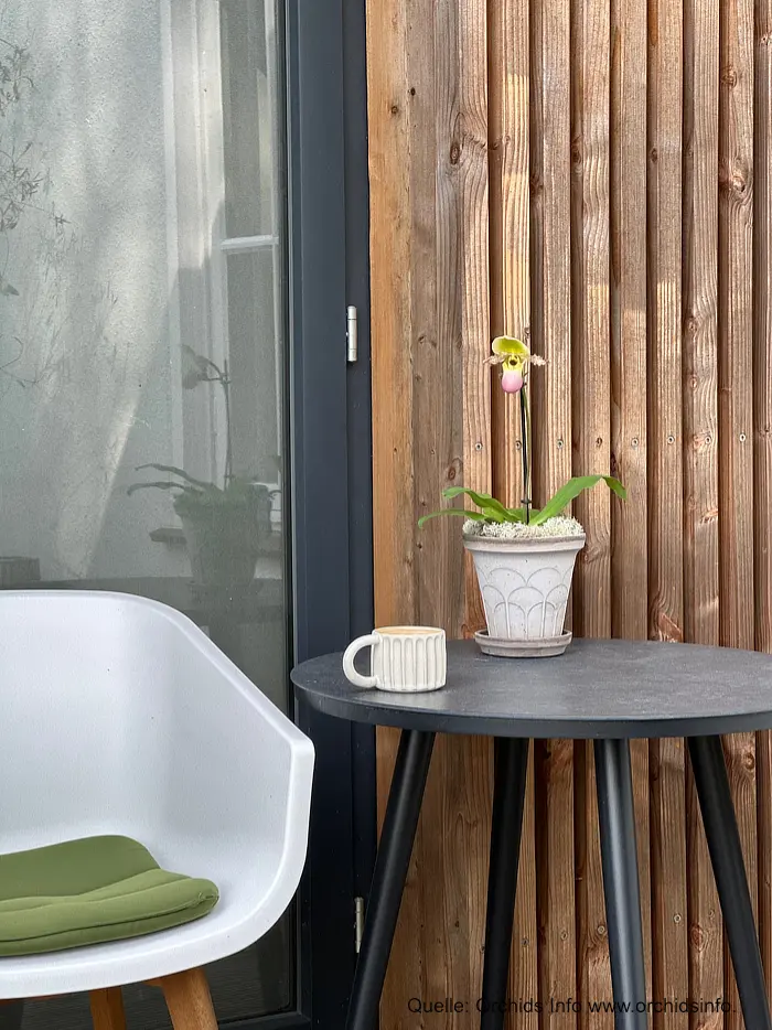 Patio Proof Orchideen - exotische Blütenpracht für Balkon, Terrasse und Garten Orchids Info www.orchidsinfo.eu