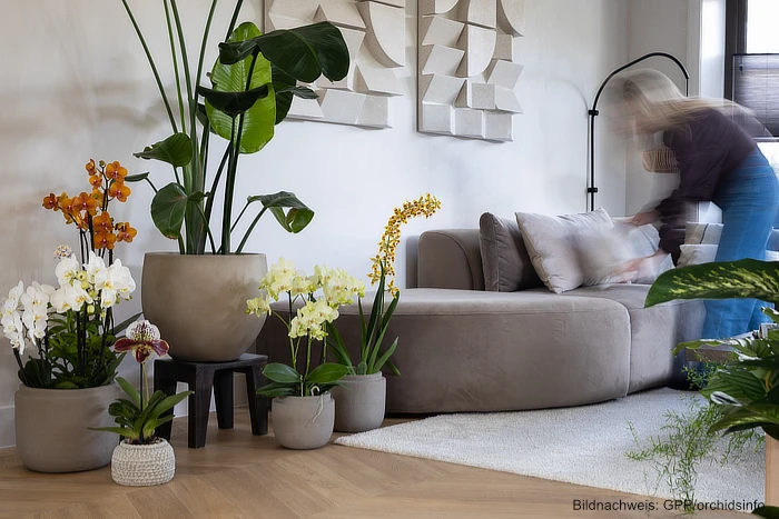 Sommerfeeling in der Wohnung: Mit blühenden Pflanzen zieht die Leichtigkeit des Sommers ein Lebe Lieber Fesch Sommerfeeling in der Wohnung GPP/orchidsinfo Orchideen Arten Sorten