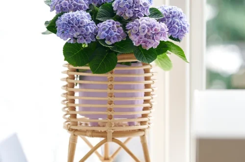 Sommerfeeling in der Wohnung: Mit blühenden Pflanzen zieht die Leichtigkeit des Sommers ein Lebe Lieber Fesch Sommerfeeling in der Wohnung Magical Hydrangea magischen Zimmerhortensien