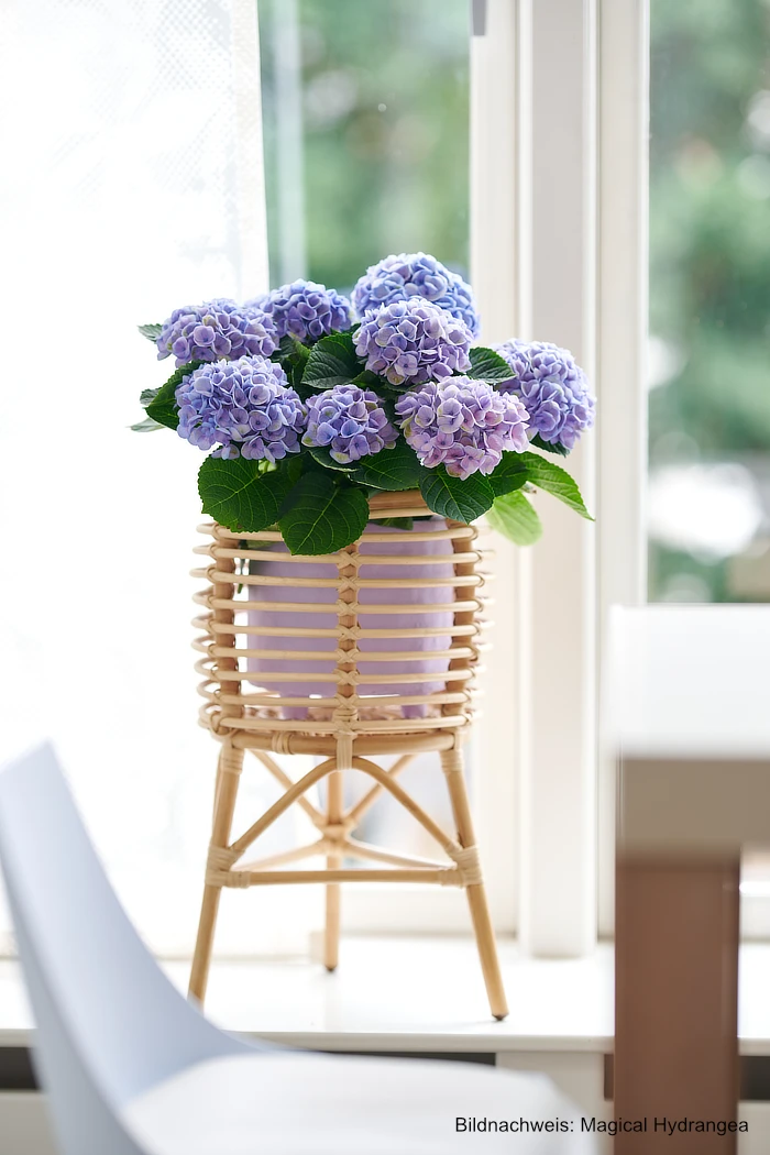 Sommerfeeling in der Wohnung: Mit blühenden Pflanzen zieht die Leichtigkeit des Sommers ein Lebe Lieber Fesch Sommerfeeling in der Wohnung Magical Hydrangea magischen Zimmerhortensien